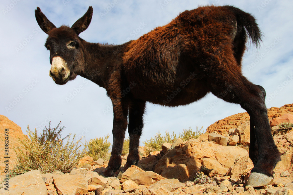 Fototapeta premium Portrait of young donkey in the mountains