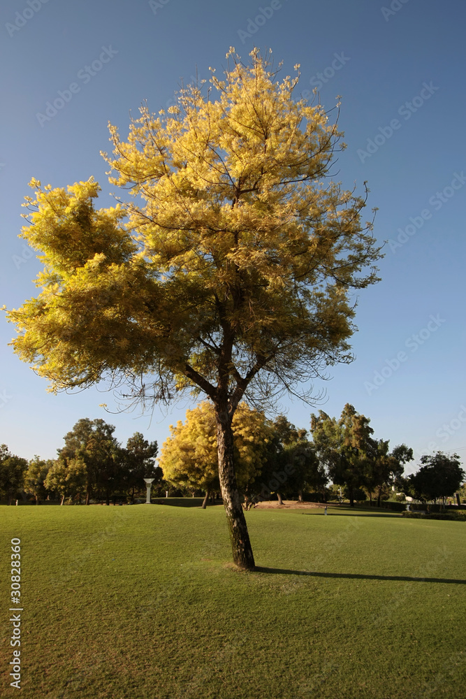 Obraz premium Tree