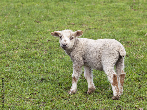 spring lamb © emjay smith