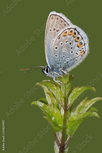 Butterfly Common Blue (Polyommatus icarus)