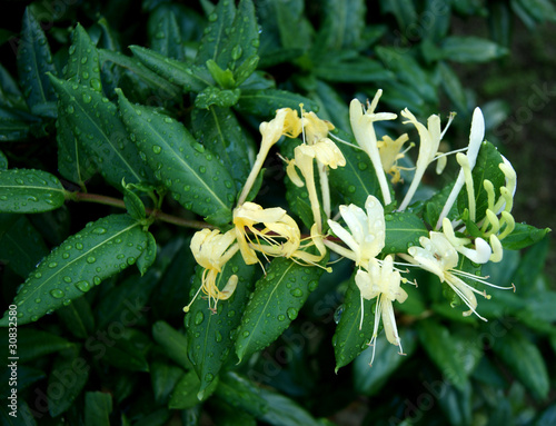 Chèvrefeuille, lonicera japonica