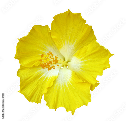 Obraz na płótnie Hibiscus flower isolated on white background w salonie