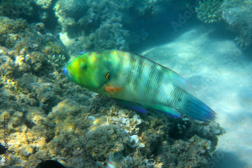 parrot fish under water