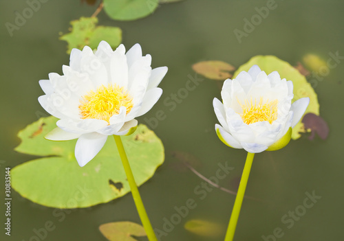 White Lotus in the garden - pathumthanee Thailand photo