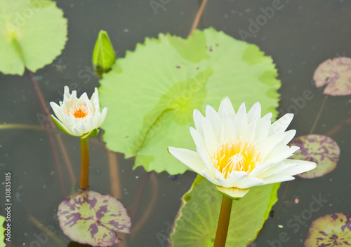 White Lotus in the garden - pathumthanee Thailand photo