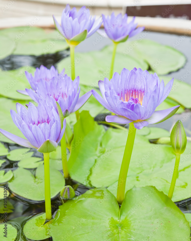 Group of Purple Lotus in the garden - pathumthanee Thailand Group of Purple Lotus in the garden - pathumthanee Thailand