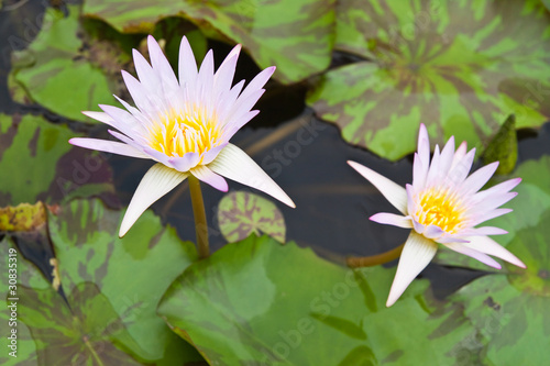 Purple Lotus in the garden - pathumthanee Thailand photo