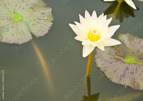 Yellow Lotus in the garden - pathumthanee Thailand photo