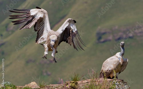 cape vulture photo
