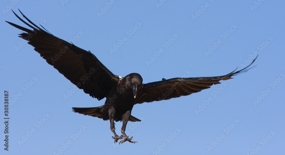 Fototapeta premium raven in flight