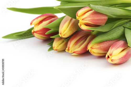 Colorful fresh spring tulips flowers
