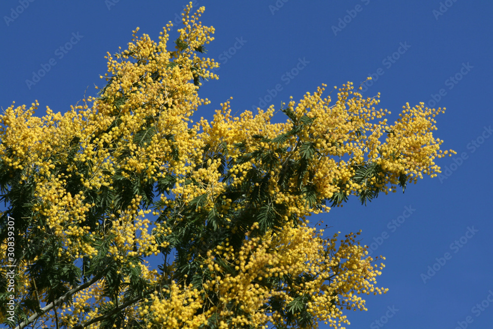 mimosa mimosa