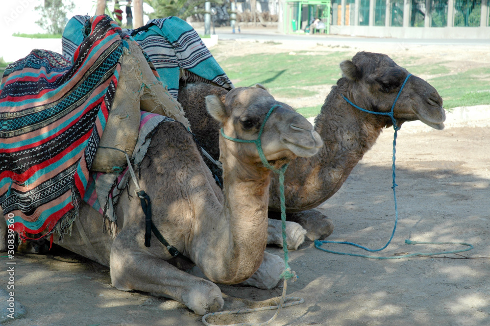 Naklejka premium Camel in Street in Tangiers in Morocco