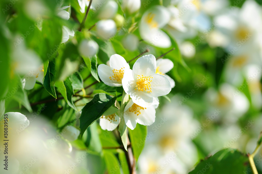 Fototapeta premium Frühling 11