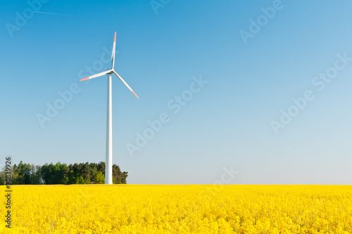 windmill  farm in the rape field