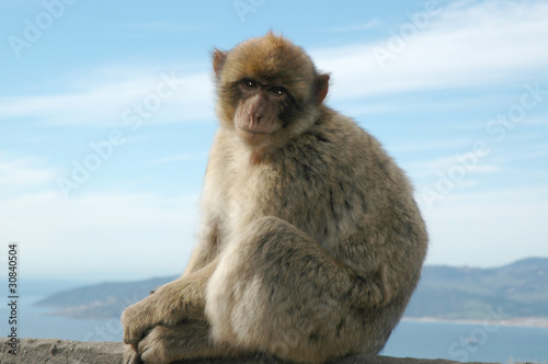 Wild Barbary Ape on the rock of Gibraltar