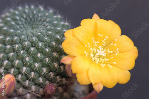 cactus flower photo