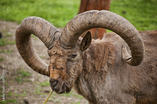 Mouflon