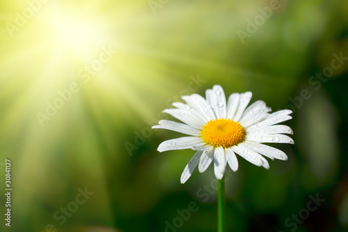 Fototapeta Naklejka Na Ścianę i Meble -  White camomile in field