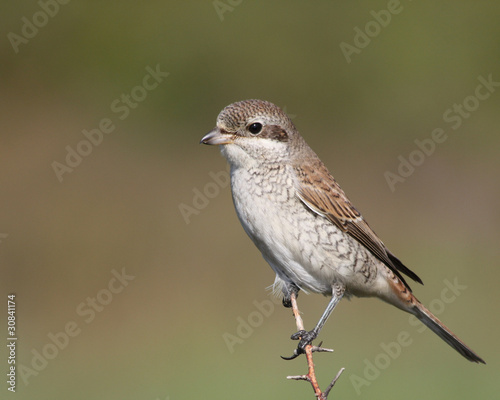 Red-backed Shrike on a branch