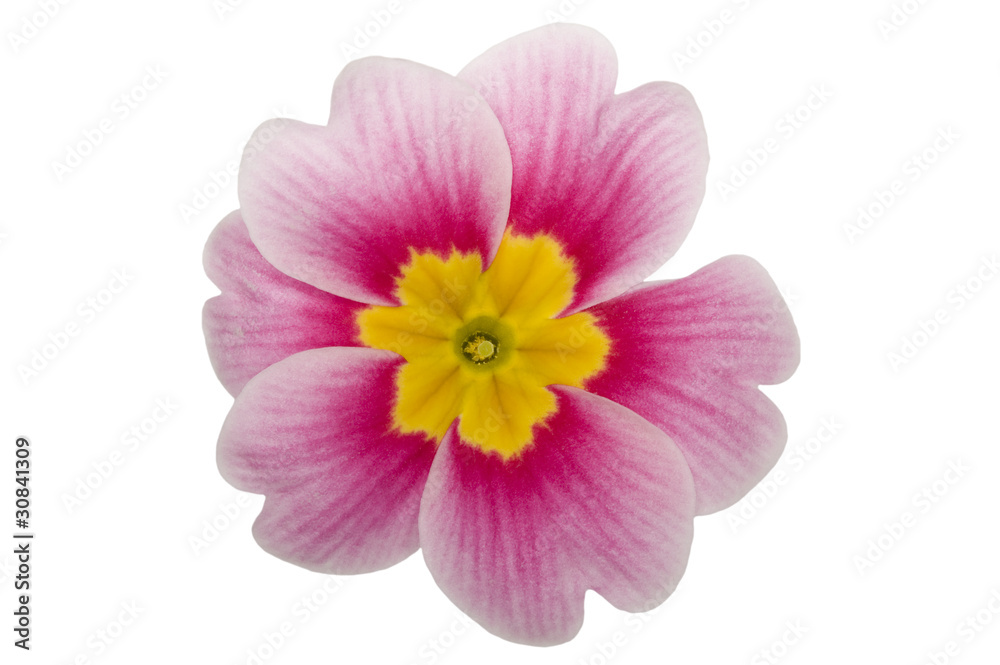 Blume (Primel)