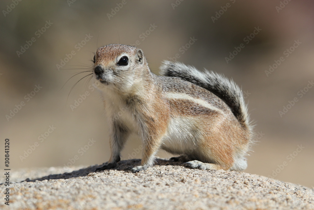 écureuil antilope 8 écureuil antilope 8