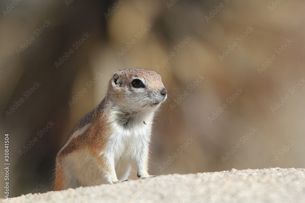 Naklejka premium écureuil antilope 2