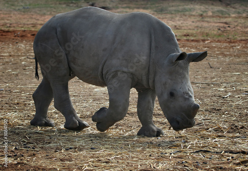 young white rhino