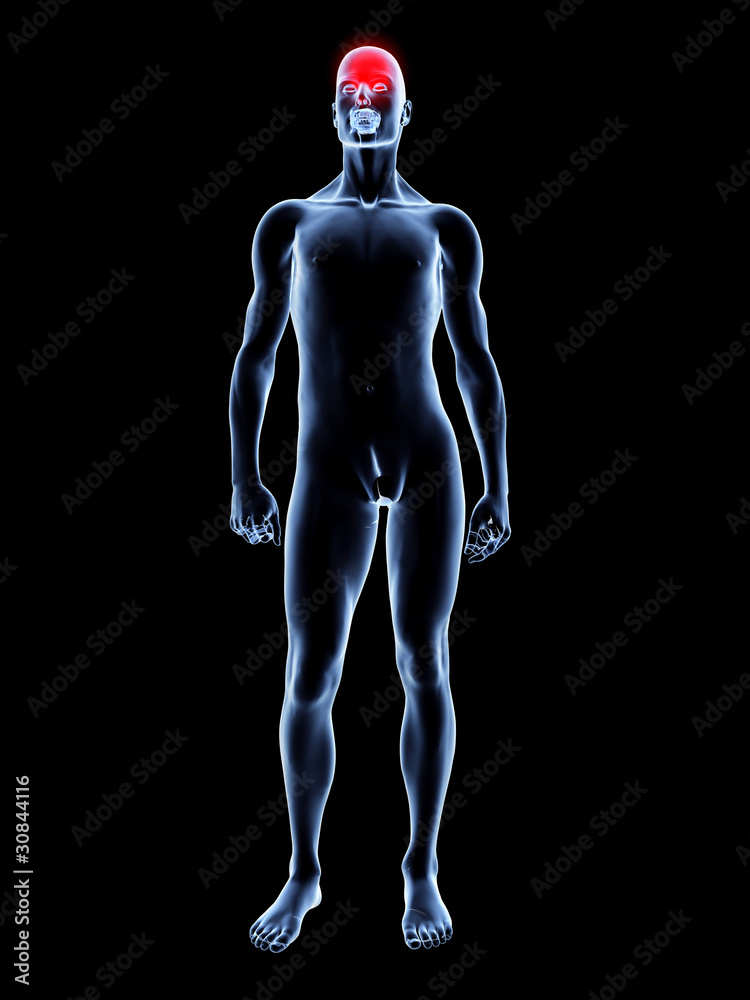 Kopfschmerz - Anatomie Kopfschmerz - Anatomie