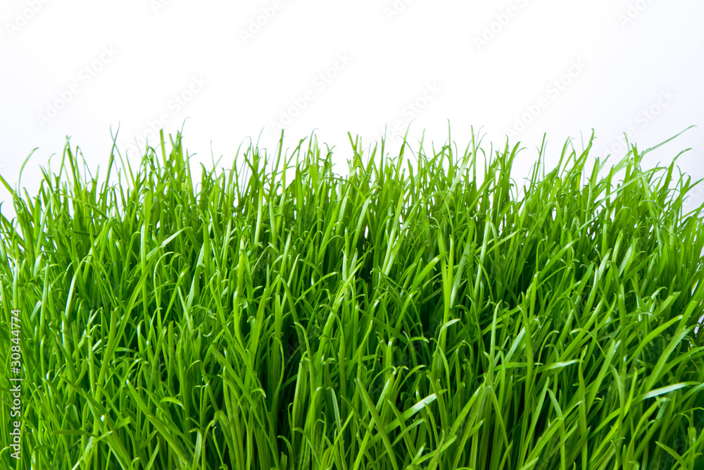 Obraz premium green grass