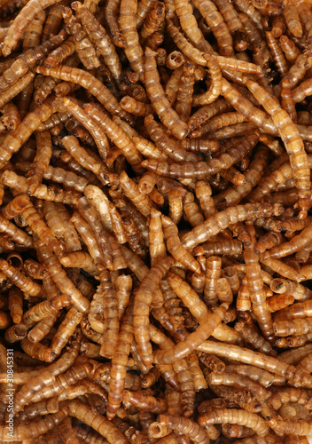 dried mealworms wild bird food background © Chris Brignell