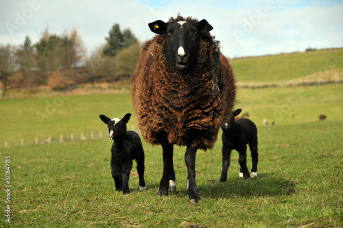 Newly born lambs in springtime