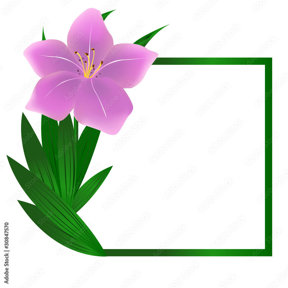 Beautiful square lily flower background