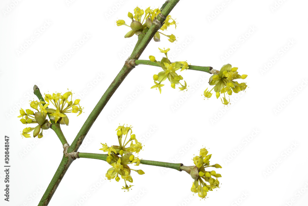 Obraz premium Blüte einer Kornelkirsche, weißer Hintergrund