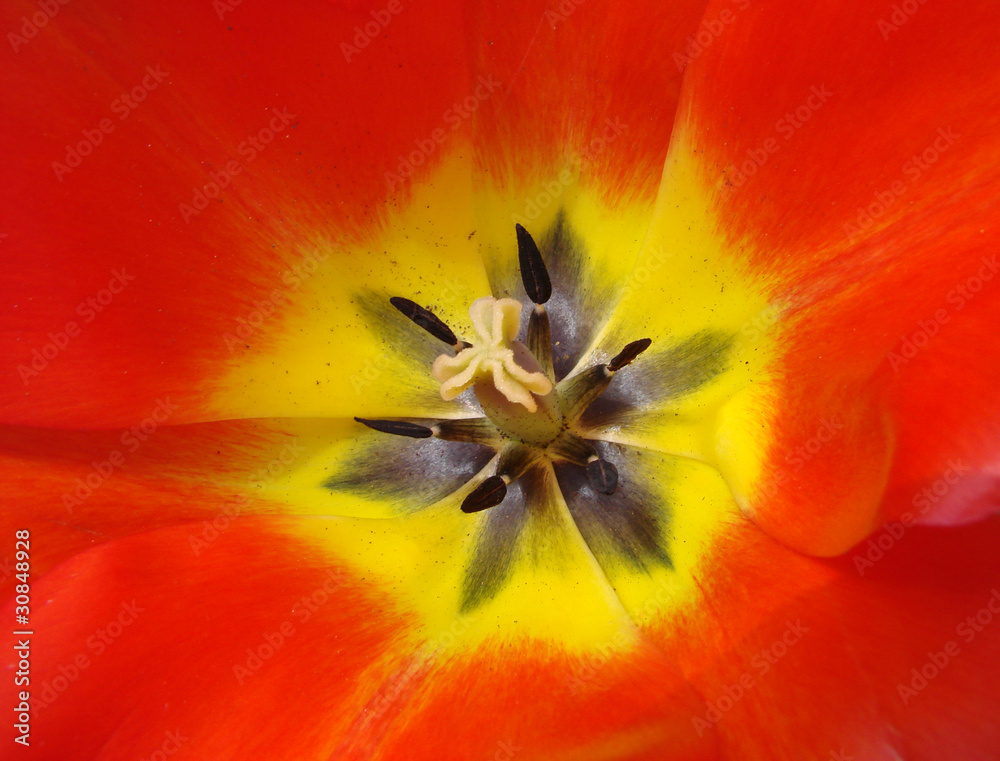 Pistil et étamines d'une tulipe rouge Pistil et étamines d'une tulipe rouge