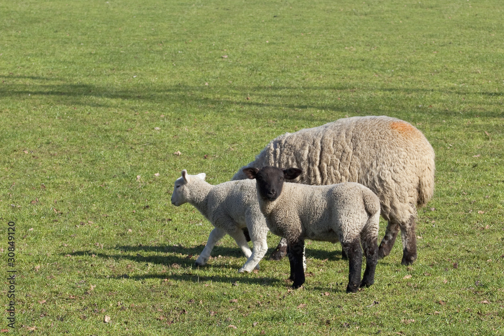 Obraz premium ewe and two lambs