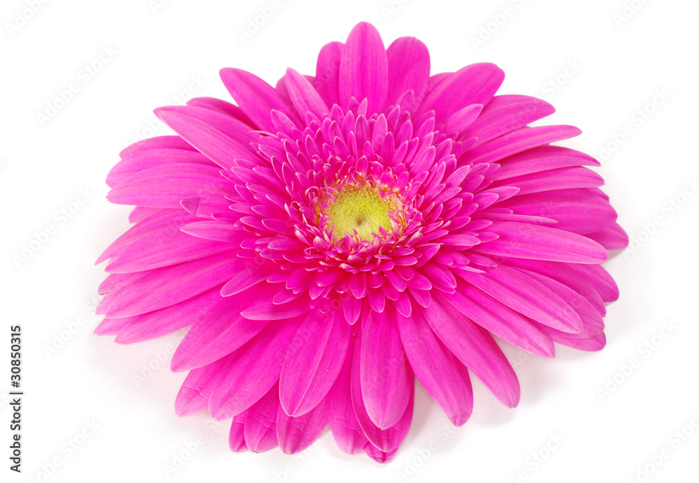 pink gerbera