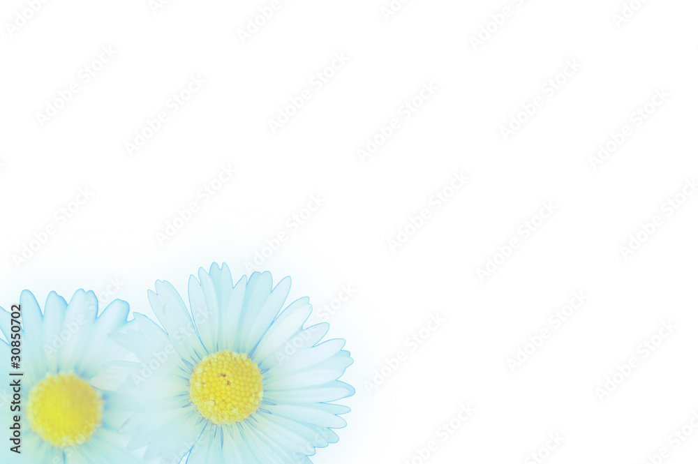 custom made wallpaper toronto digitalMargherite azzurre