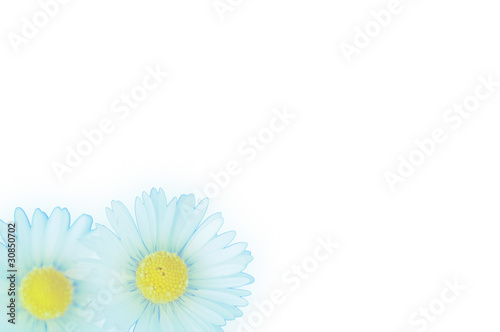 Wallpaper Mural Margherite azzurre Torontodigital.ca