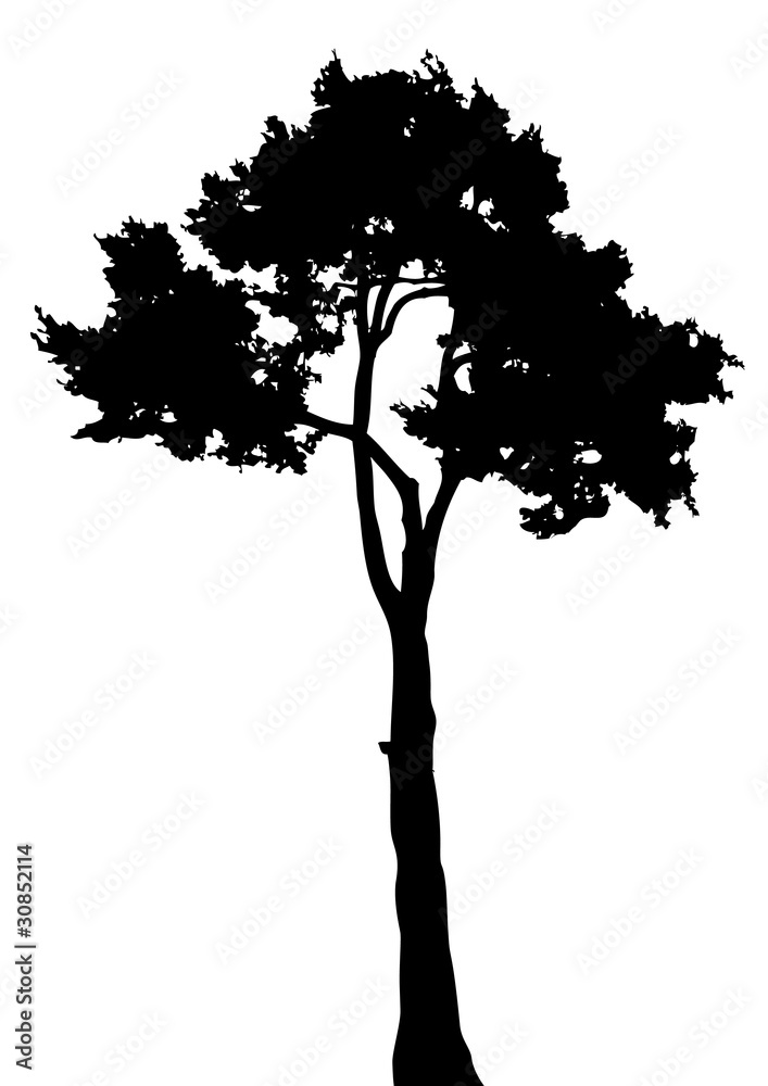 Obraz premium Silhouette of a tree on a white bsckground