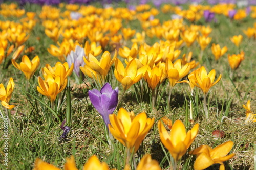 Frühlings Blumenwiese 2