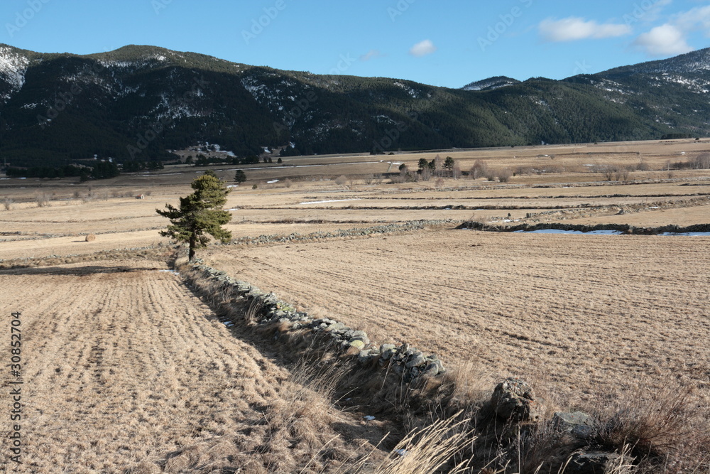 Naklejka premium Prairie de fauche dans le capcir,Pyrénées orientales