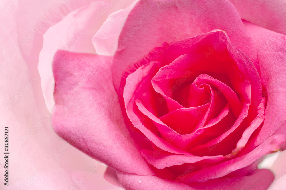 Macro image of pring rose w Extreme close-up with shallow dof. Macro image of pring rose w Extreme close-up with shallow dof.