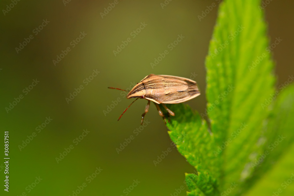Fototapeta premium stink bug
