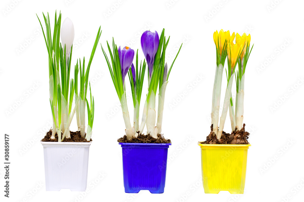 Fototapeta premium Spring flowers in vases and pot, isolated on white