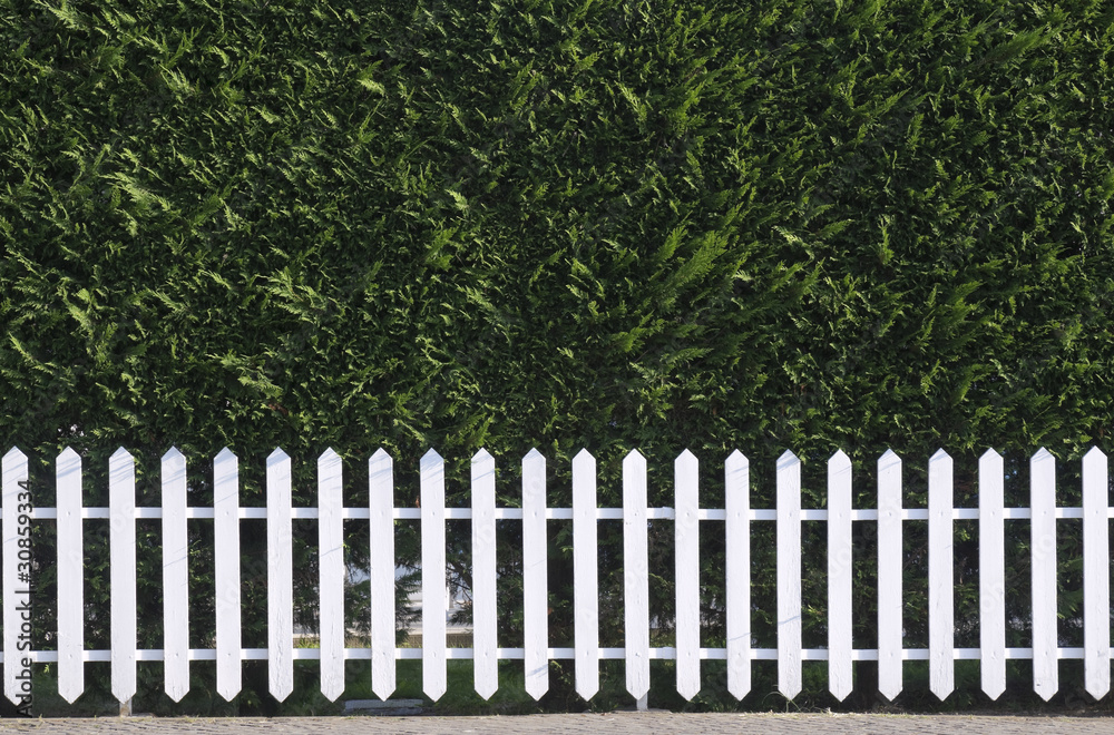 Wooden fence with hedge Wooden fence with hedge
