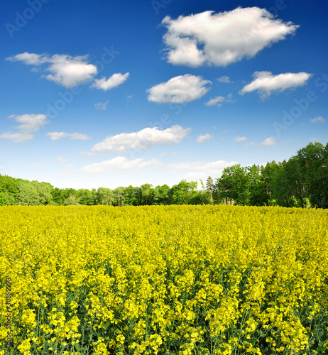 rapeseed field