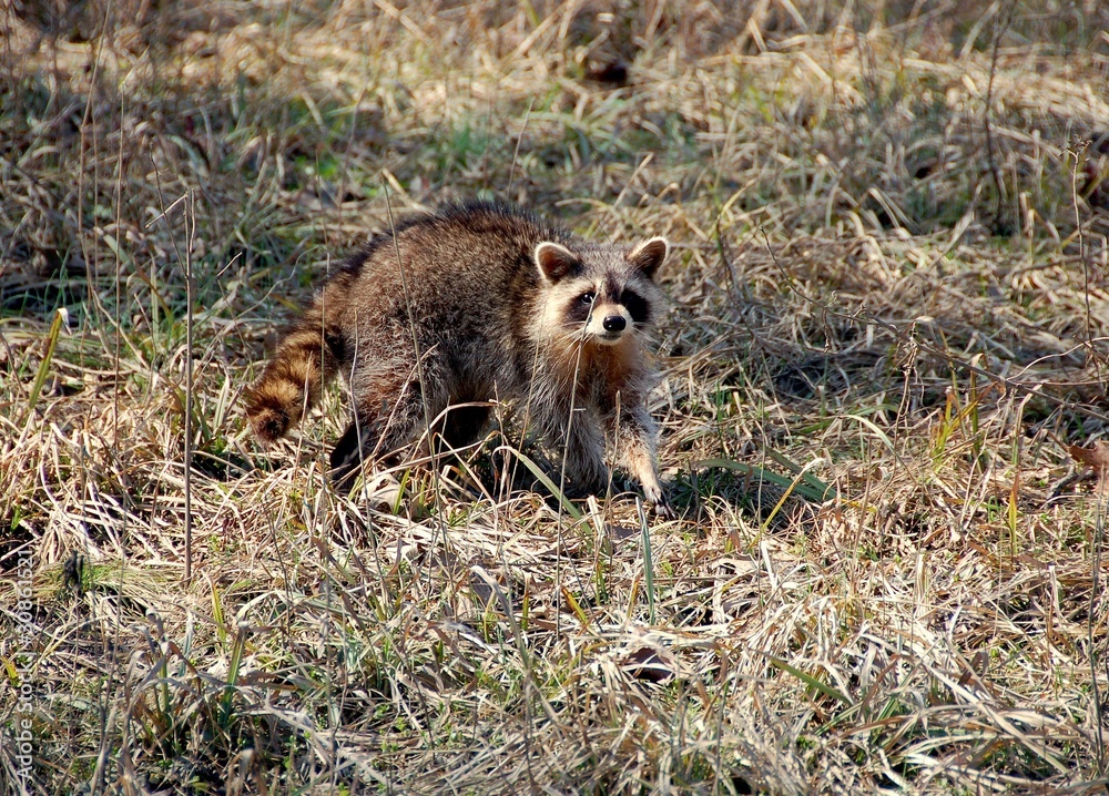 Obraz premium young raccoon