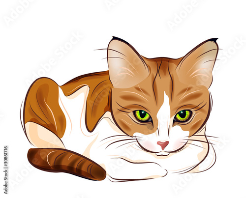 hand drawn portrait of  ginger tabby cat