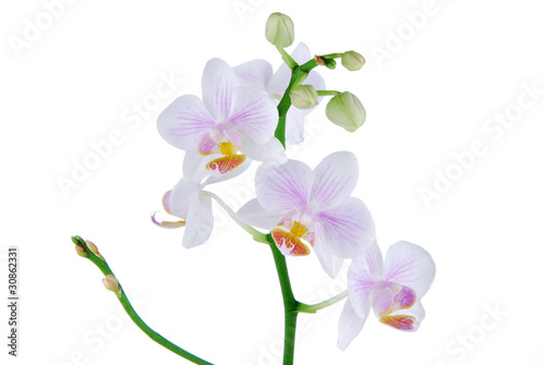 beautiful orchid on a white background